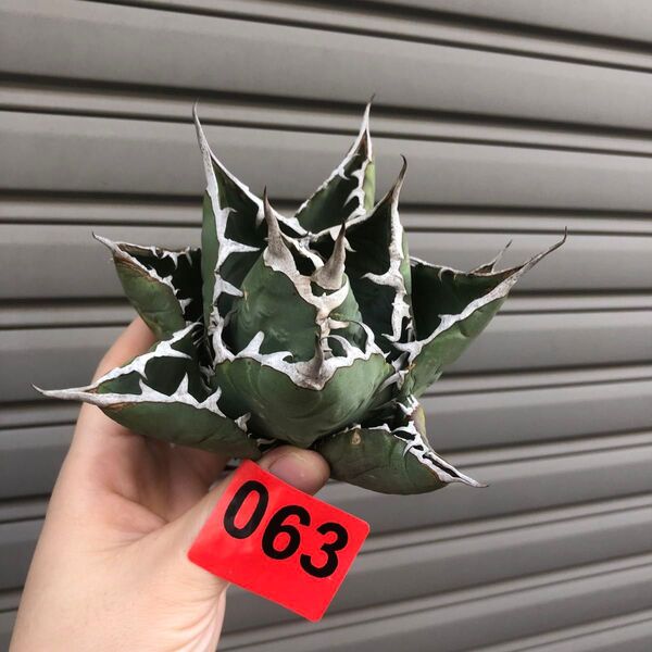 多肉植物アガベ チタノタ白鯨強刺し極上株 063