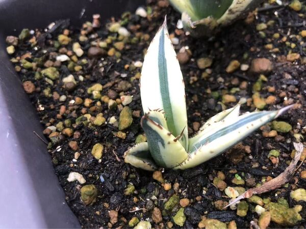 多肉植物アガベ チタノタ竜舌蘭出っ歯Agave snaggle tooth