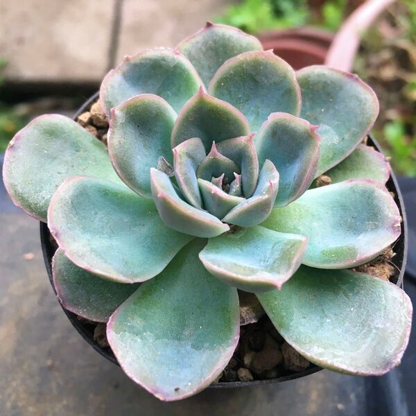 【激安】ヘラクレス エケベリア 良株 美株 多肉植物 観葉植物 高品質