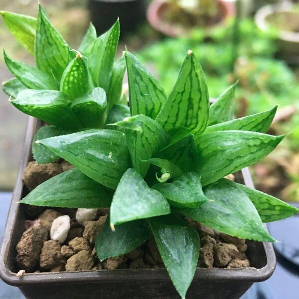 【激安】氷砂糖 斑抜け 子株 2株 ハオルチア 良株 美株 多肉植物 大人気 高品質