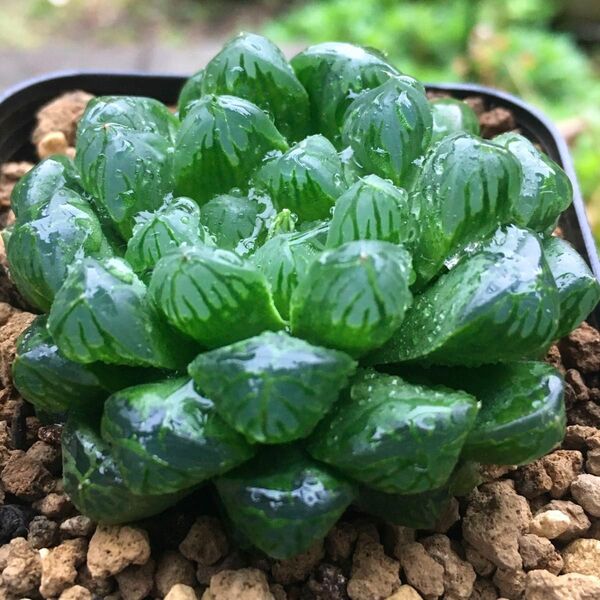 【激安】オブツーサ ハオルチア 濃緑 良株 美株 宝石 多肉植物 観葉植物 大人気 高品質
