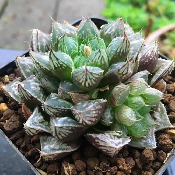 【激安】ミラーボール 群生 子株付き ハオルチア 良株 美株 多肉植物 観葉植物 大人気 高品質