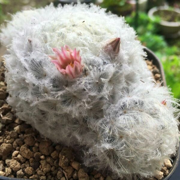 【激安】白星 子吹き サボテン ハオルチア 良株 美株 多肉植物 観葉植物 高品質 毎年花咲きます
