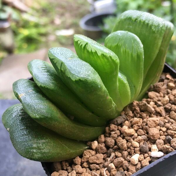 【激安】グリーン玉扇 ハオルチア 良株 美株 サボテン 多肉植物 観葉植物 丈夫 人気 高品質
