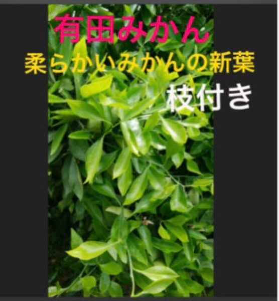 有田産 無農薬柔らかいみかんの葉枝付き 大小130枚以上