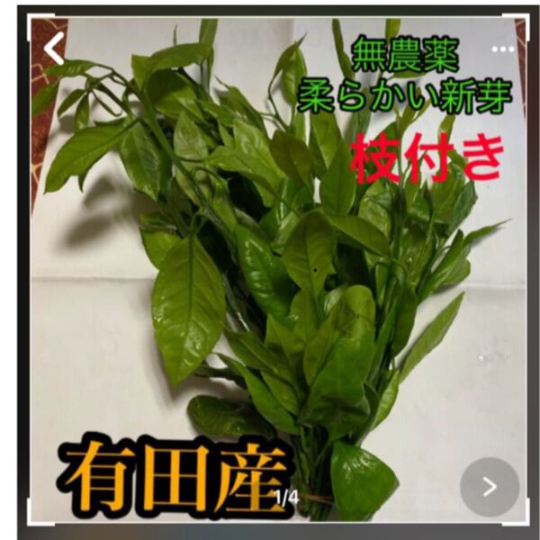 有田産 無農薬柔らかいみかんの葉枝付き 大小60枚以上