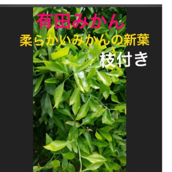 有田産 大小100枚 以上アゲハ蝶青虫君 無農薬柔らかいみかんの葉