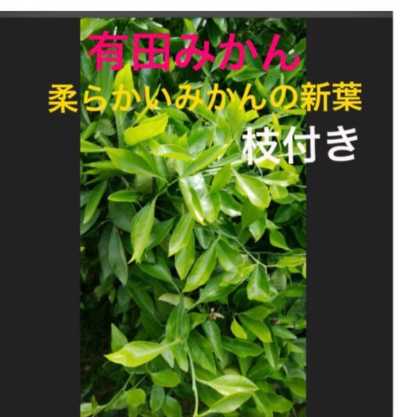 有田産 大小100枚 以上アゲハ蝶青虫君 無農薬柔らかいみかんの葉