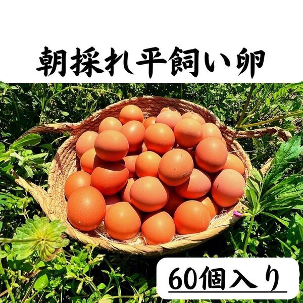 60個入り 佐伯養鶏(旧:宮下養鶏)の朝採れ平飼い卵