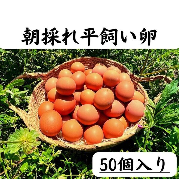 50個入り 佐伯養鶏(旧:宮下養鶏)の朝採れ平飼い卵