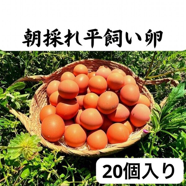 20個入り 佐伯養鶏(旧:宮下養鶏)の朝採れ平飼い卵