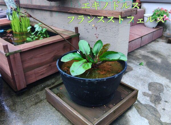 エキノドルス フランスストフェルス 1株