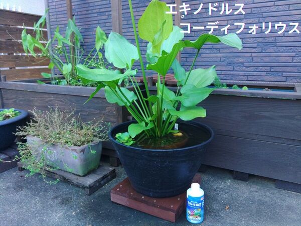 エキノドルス コーディフォリウス 1株