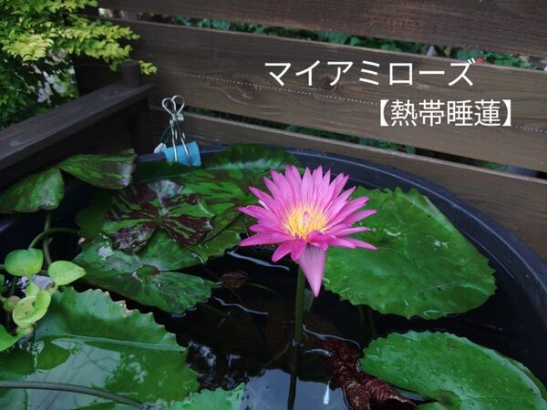 マイアミローズ【熱帯睡蓮】1株