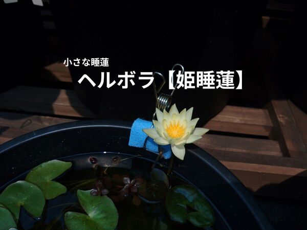 ヘルボラ【姫睡蓮】1株