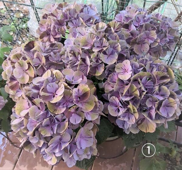《アジサイ2種4苗セット》 マーブル模様・花火咲き
