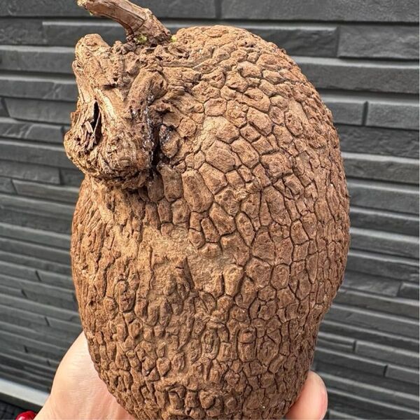 美紋ステファニア スベローサ Stephania suberosa 発芽済み 塊根 塊根植物 多肉植物サイズ中大