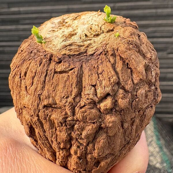 ステファニア スベローサ Stephania suberosa 発芽済み 塊根 多肉植物 抜き苗