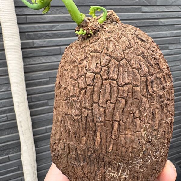 ステファニア スベローサ Stephania suberosa 発芽済み 塊根 塊根植物 夏型多肉植物サイズ中大横さ10cmくらい