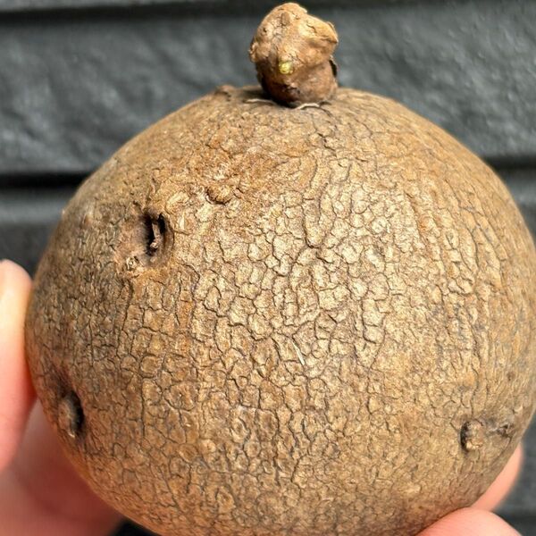 美紋美型発芽Stephania Erectaステファニア エレクタ 塊根植物 多肉植物