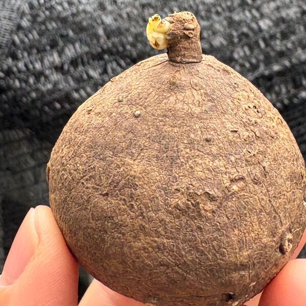 美型Stephania Erectaステファニア エレクタ5-6cmコーデックス 多肉植物発芽
