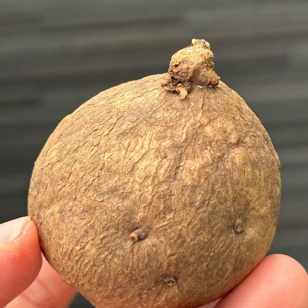 発芽Stephania Erectaステファニア エレクタ5cm 塊根植物 多肉植物