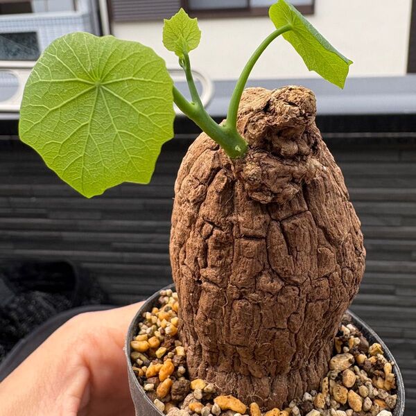 ステファニア スベローサ Stephania suberosa 発根発芽済み 塊根 多肉植物