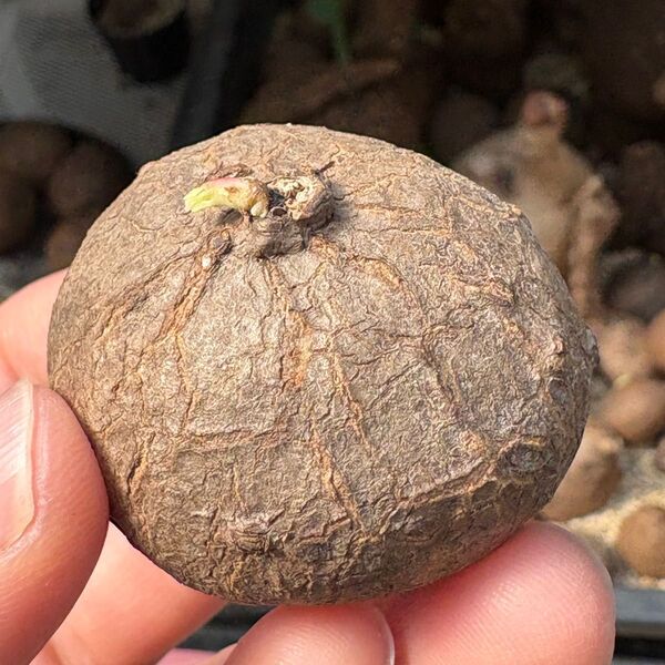 Stephania Erectaステファニア エレクタ4cm 塊根植物発芽