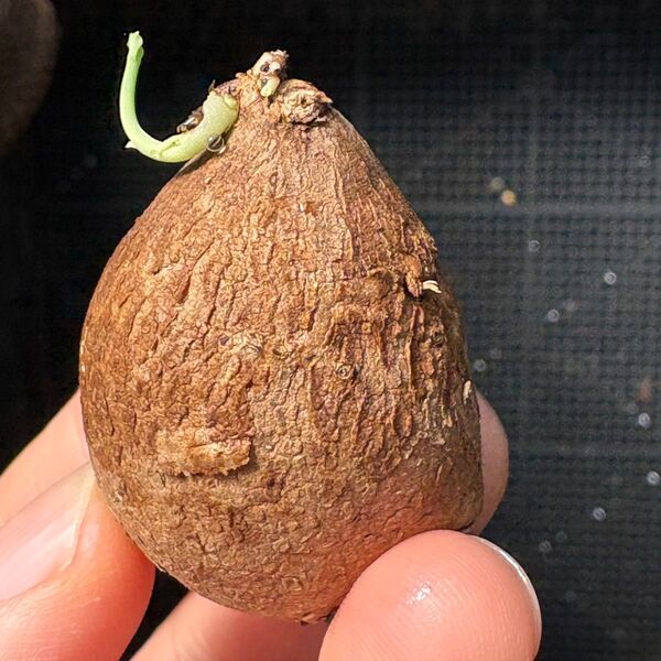 発芽Stephania Erectaステファニア エレクタ 塊根植物 多肉植物3cmくらい