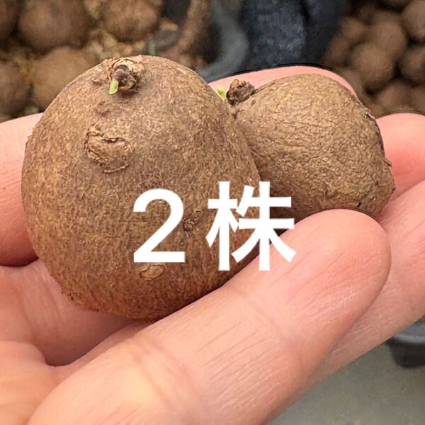 2株発芽Stephania Erectaステファニア エレクタ 塊根植物 多肉植物