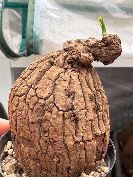 ステファニア スベローサ Stephania suberosa 発芽済み 塊根未発根植木鉢
