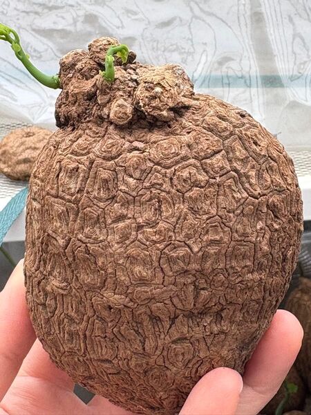 数箇所発芽ステファニア スベローサ Stephania suberosa 発芽済み 塊根 塊根植物 サイズ中