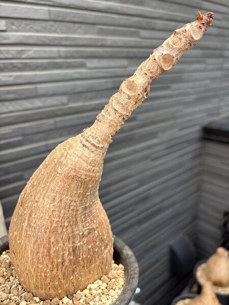 フィランサス ミラビリスPhyllanthus mirabilis 発芽済み 塊根植物 多肉植物 サイズ大