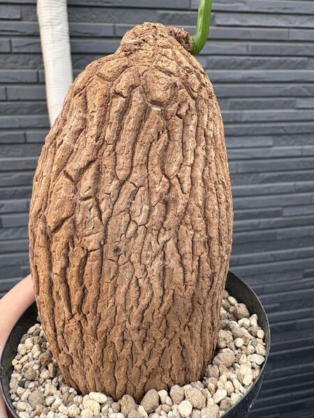 美紋ステファニア スベローサ Stephania suberosa 発芽済み 塊根 多肉植物 塊根植物発根管理中