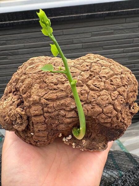 ステファニア スベローサ Stephania suberosa 発芽済み 塊根 塊根植物 多肉植物