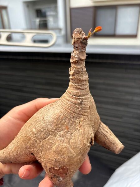 フィランサス ミラビリスPhyllanthus mirabilis 発芽済み 塊根植物 多肉植物