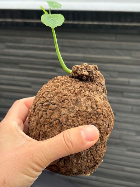 ステファニア スベローサ Stephania suberosa 発根発芽済み 塊根 多肉植物