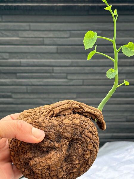 ステファニア スベローサ Stephania suberosa 発根発芽済み 塊根 多肉植物