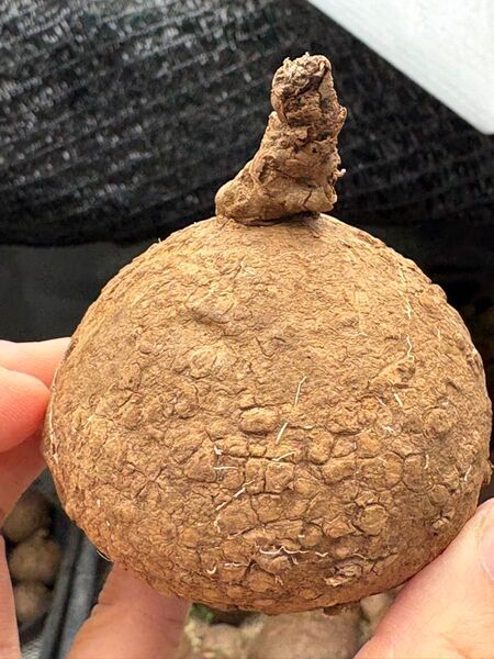 Stephania Erectaステファニア エレクタ 塊根植物 多肉植物5-6cmコーデックス
