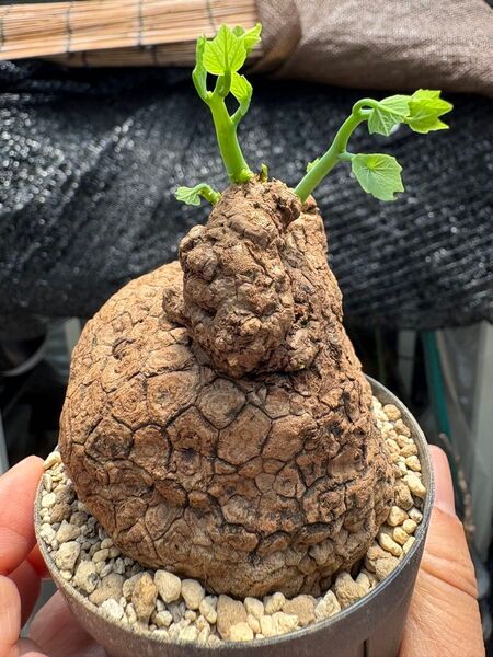 ステファニア スベローサ Stephania suberosa 発根発芽済み 塊根 多肉植物