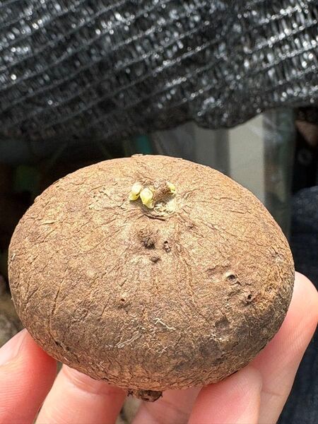 三箇處発芽Stephania Erectaステファニア エレクタ 多肉植物 塊根植物