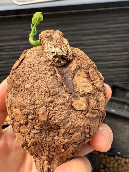 ステファニア スベローサ Stephania suberosa 発芽済み 塊根 塊根植物 多肉植物