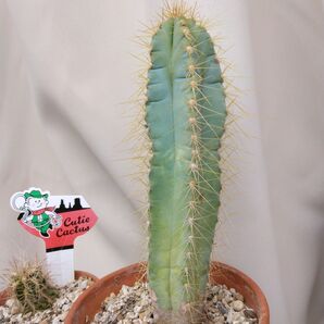サボテン 観賞用 多肉植物 グリーン