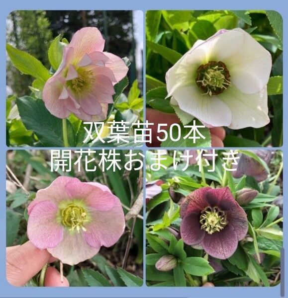 クリスマスローズ 発芽苗50本 おまけ 開花株 ピンク