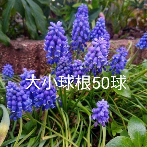 【来年用】ムスカリ球根 大小50球