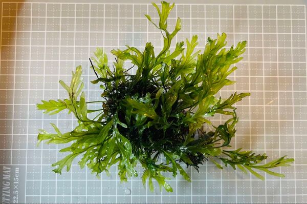 ボルビティス ヒュディロティ D 【完全水中葉】【無農薬】