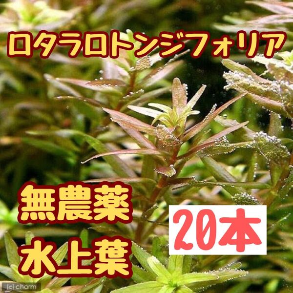 水草 ロタラロトンジフォリア 水上葉20本 おすすめ赤系水草 無農薬 アクアリウム ボトルアクアリウム ビオトープ 水草レイアウト