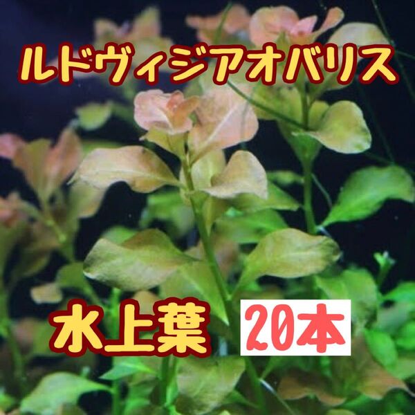 水草 ルドヴィジアオバリス 20本 水上葉 おすすめ赤系水草 水草レイアウト アクアリウム ボトルアクアリウム 無農薬