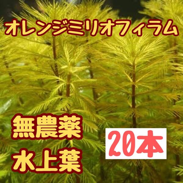 水草 オレンジミリオフィラム水上葉20本 無農薬 おてがる配送 アクアリウム ビオトープ 水草レイアウト