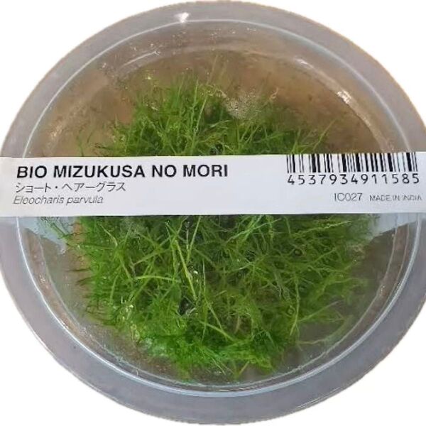 ADA水草の森 ショートヘアーグラス4cm角 水上葉 おすすめ前景草 緑の絨毯 無農薬 アクアリウム ビオトープ 水草レイアウト